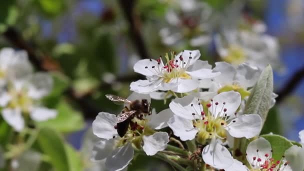 Bee Pollinates Blooming Flower Spring Close — Vídeo de Stock