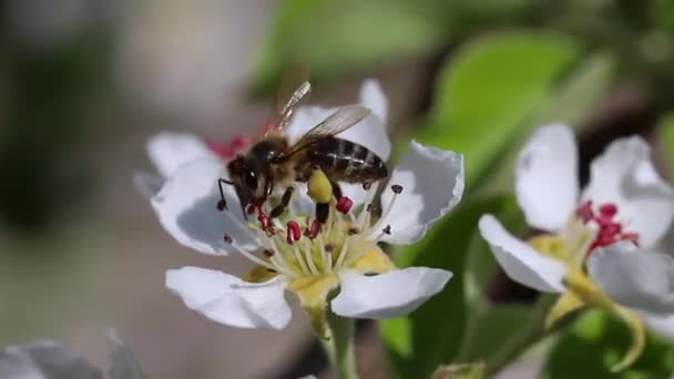 Bee Pollinates Blooming Flower Spring Close — Vídeos de Stock