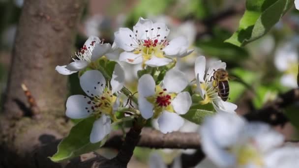 Bee Pollinates Blooming Flower Spring Close — Stockvideo