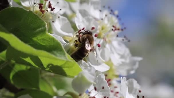 Bee Pollinates Blooming Flower Spring Close — Vídeos de Stock