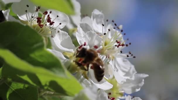 Bee Pollinates Blooming Flower Spring Close — Stock Video