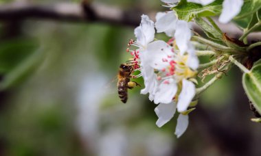 Arı, ilkbaharda açan bir çiçeği polenliyor. Yakın plan.