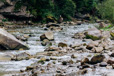 Prut dağı ve şelaleleri Yaremche, Karpatlar ve Ukrayna 'da görülür.