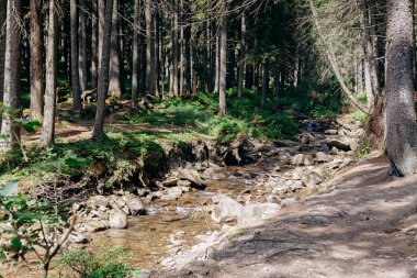 Güneş ışınlarıyla aydınlatılan Spruce Ağaçları, Sis 'in içinden geçen bir halı yosun ve orman zeminini kaplayan taşlar. Karpat Dağları 'ndaki doğal relict ladini (Picea abies) ormanı.
