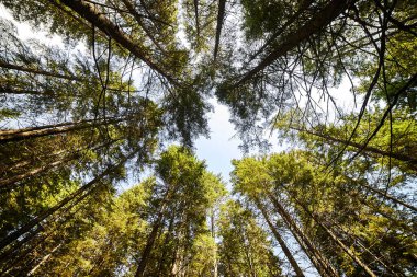 Güneş ışınlarıyla aydınlatılan Spruce Ağaçları, Sis 'in içinden geçen bir halı yosun ve orman zeminini kaplayan taşlar. Karpat Dağları 'ndaki doğal relict ladini (Picea abies) ormanı.