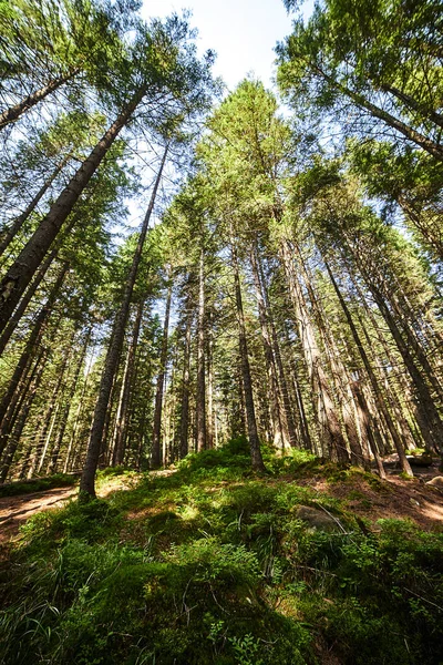 Güneş ışınlarıyla aydınlatılan Spruce Ağaçları, Sis 'in içinden geçen bir halı yosun ve orman zeminini kaplayan taşlar. Karpat Dağları 'ndaki doğal relict ladini (Picea abies) ormanı.