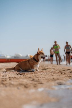 Mutlu Welsh corgi pembroke dog plajda
