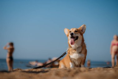 Mutlu Welsh corgi pembroke dog plajda