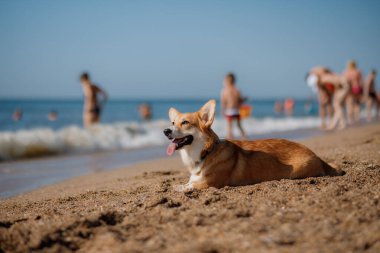 Mutlu Welsh corgi pembroke dog plajda