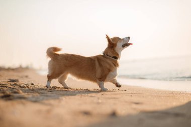Mutlu Welsh corgi pembroke dog plajda