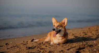 Mutlu Welsh corgi pembroke dog plajda