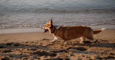 Mutlu Welsh corgi pembroke dog plajda