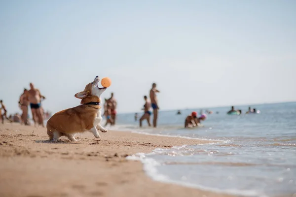 Feliz Galês Corgi Pembroke Cão Praia — Fotografia de Stock