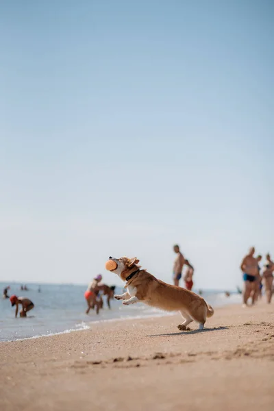 Feliz Galês Corgi Pembroke Cão Praia — Fotografia de Stock