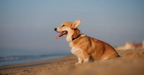 海滩上快乐的威尔什 科吉彭布罗克犬 — 图库照片