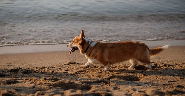 Mutlu Welsh corgi pembroke dog plajda