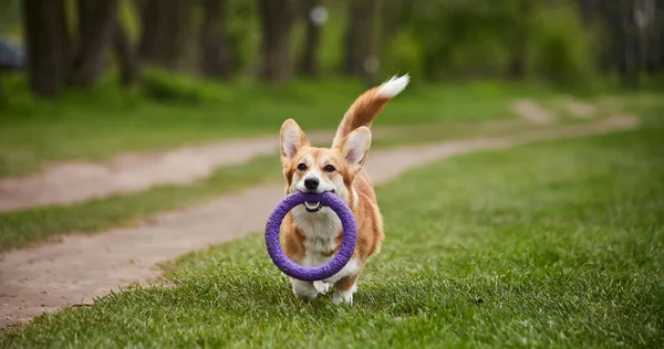 Feliz Galés Corgi Pembroke Perro Jugando Con Tirador Parque Primavera —  Fotos de Stock