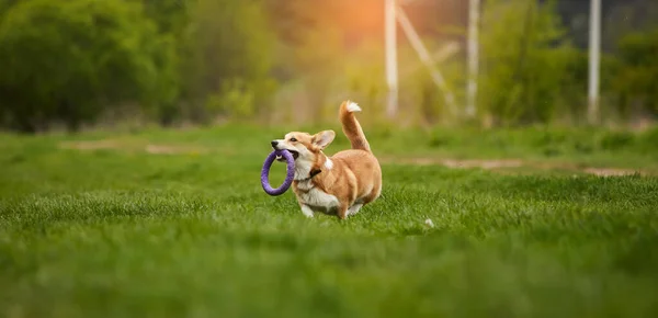 Happy Welsh Corgi Pembroke Dog Playing Puller Spring Park — Stock Photo, Image