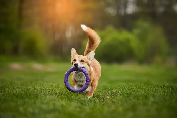 Glücklicher Walisischer Corgi Pembroke Hund Spielt Mit Zugmaschine Frühlingspark — Stockfoto