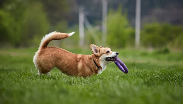 Feliz Galés Corgi Pembroke Perro Jugando Con Tirador Parque Primavera — Foto de Stock