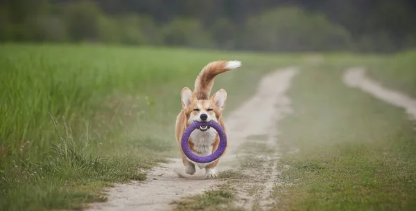 Happy Welsh Corgi Pembroke Chien Jouer Avec Extracteur Dans Champ — Photo