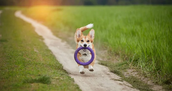 Happy Welsh Corgi Pembroke Dog Playing Puller Spring Field — 스톡 사진