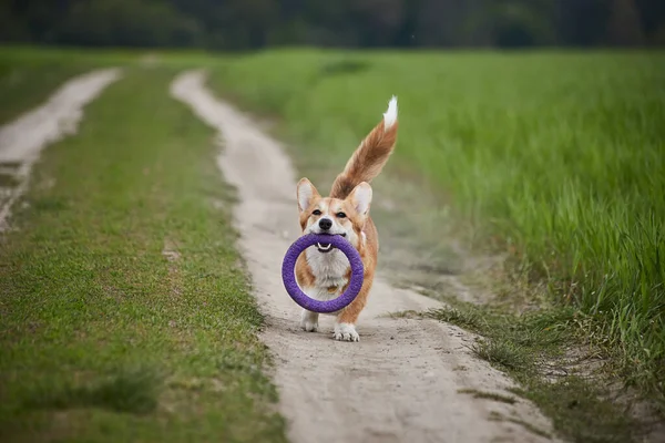 Happy Welsh Corgi Pembroke Chien Jouer Avec Extracteur Dans Champ — Photo