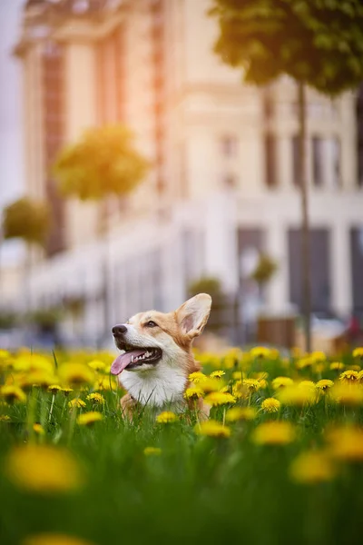 Szczęśliwy Walijski Corgi Pembroke Pies Siedzi Żółtym Polu Mniszek Trawie — Zdjęcie stockowe
