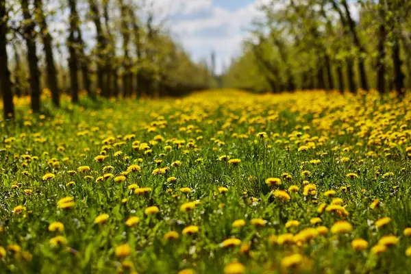 Young Apple Orchard Garden Springtime Beautiful Field Blooming Dandelions — Stock Photo, Image