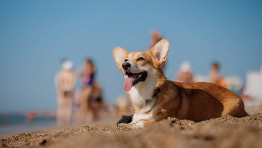 Mutlu Welsh corgi pembroke dog plajda