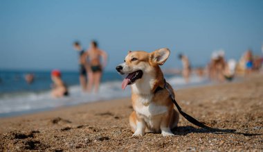 Mutlu Welsh corgi pembroke dog plajda