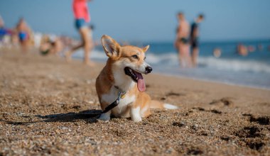 Mutlu Welsh corgi pembroke dog plajda
