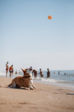 Mutlu Welsh corgi pembroke dog plajda