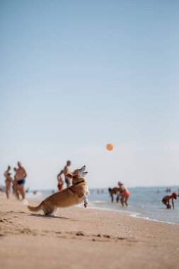 Mutlu Welsh corgi pembroke dog plajda