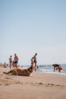 Mutlu Welsh corgi pembroke dog plajda