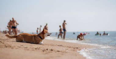 Mutlu Welsh corgi pembroke dog plajda
