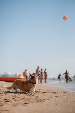 Mutlu Welsh corgi pembroke dog plajda