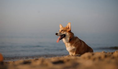 Mutlu Welsh corgi pembroke dog plajda
