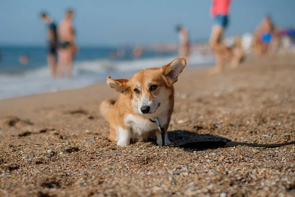 Selamat Welsh Corgi Pembroke Dog Pantai — Stok Foto