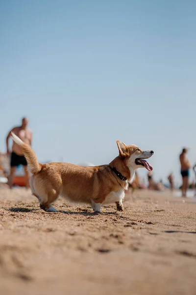 Happy Welsh Corgi Pembroke Σκύλος Στην Παραλία — Φωτογραφία Αρχείου