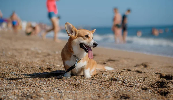 Szczęśliwy Walijski Corgi Pembroke Pies Plaży — Zdjęcie stockowe