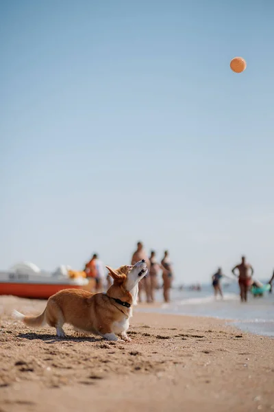 Feliz Galês Corgi Pembroke Cão Praia — Fotografia de Stock