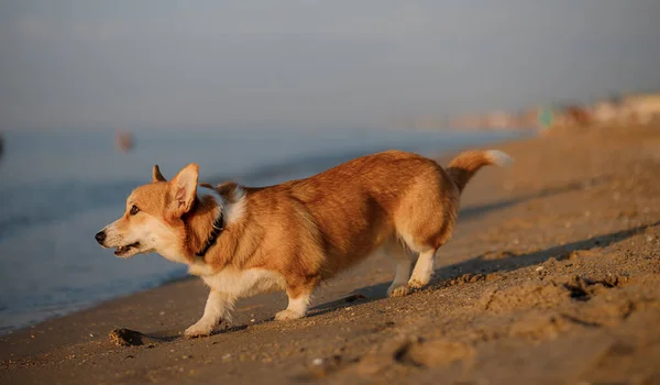 Joyeux Chien Gallois Corgi Pembroke Plage — Photo