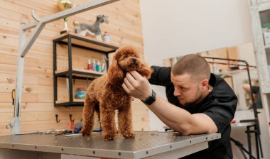 Profesyonel erkek kuaför profesyonel ekipmanlarla kuaför kuaföründe fino köpeğini kesiyor. 