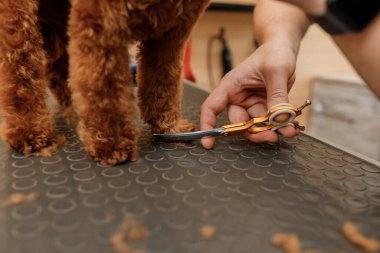 Profesyonel bir erkek kuaförün, profesyonel ekipmanlarla kuaför kuaföründe kuaför kuaförünün saçını kesmesi. 