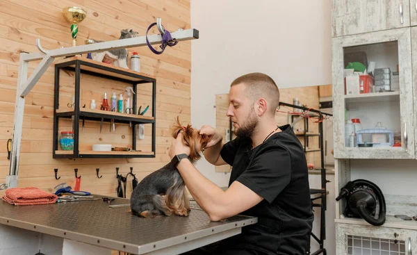 Professional Male Groomer Making Haircut Yorkshire Terrier Dog Grooming Salon — Photo
