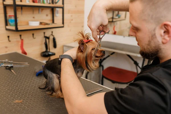 Professional Male Groomer Making Haircut Yorkshire Terrier Dog Grooming Salon —  Fotos de Stock