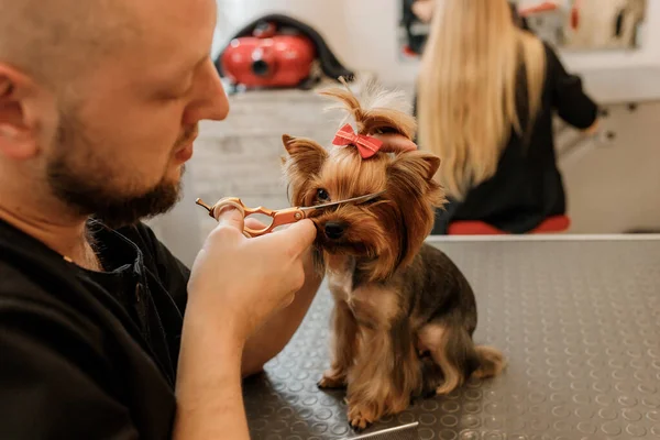 专业男性美容师在美容美发沙龙用专业设备为约克郡三丽鸥犬理发 — 图库照片