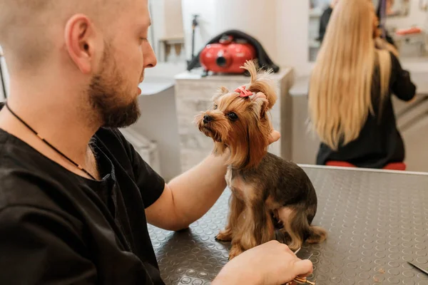 Professional Male Groomer Making Haircut Yorkshire Terrier Dog Grooming Salon — Stock Fotó