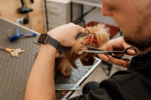 专业男性美容师在美容美发沙龙用专业设备为约克郡三丽鸥犬理发 — 图库照片